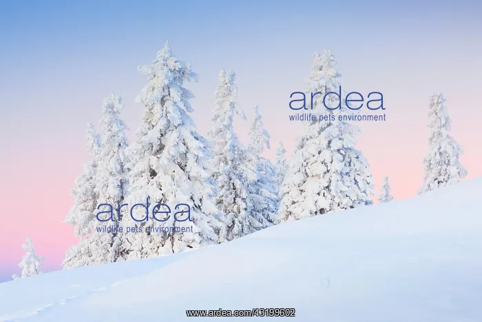 : Snowy fir trees, Switzerland, Europe : Snowy fir trees, Switzerland, Europe