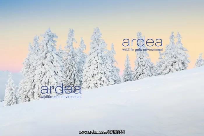 : Snowy fir trees, Switzerland, Europe : Snowy fir trees, Switzerland, Europe