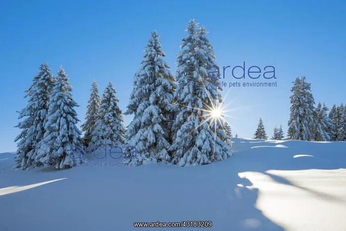 : Snowy firs, Switzerland, Europe : Snowy firs, Switzerland, Europe