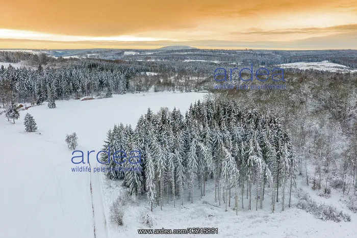: Snowy Forest Harz Selketal Sunset : Snowy Forest Harz Selketal Sunset