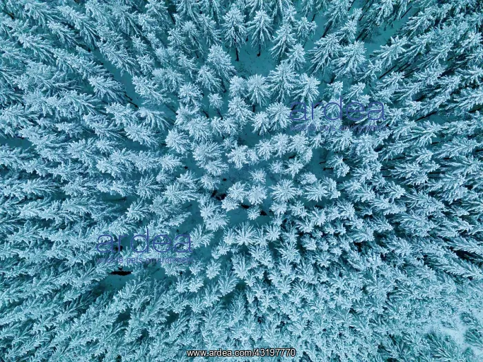 : Snowy forest seen by drone, Ardennes, Belgium : Snowy forest seen by drone, Ardennes, Belgium