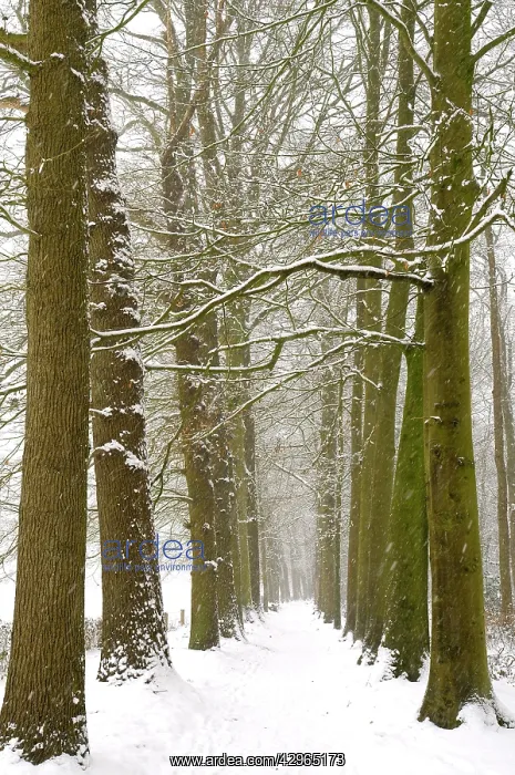 : Snowy forest trail : Snowy forest trail