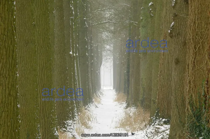 : Snowy forest trail with oak : Snowy forest trail with oak