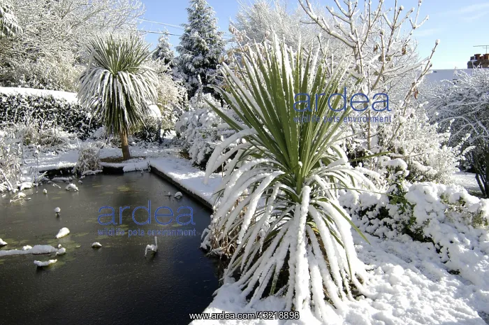: Snowy garden : Snowy garden