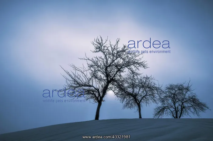 : Snowy group of trees in the morning mist, winter : Snowy group of trees in the morning mist, winter