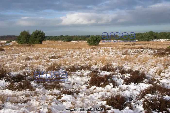 : Snowy heath, Strabrechtse Heide : Snowy heath, Strabrechtse Heide