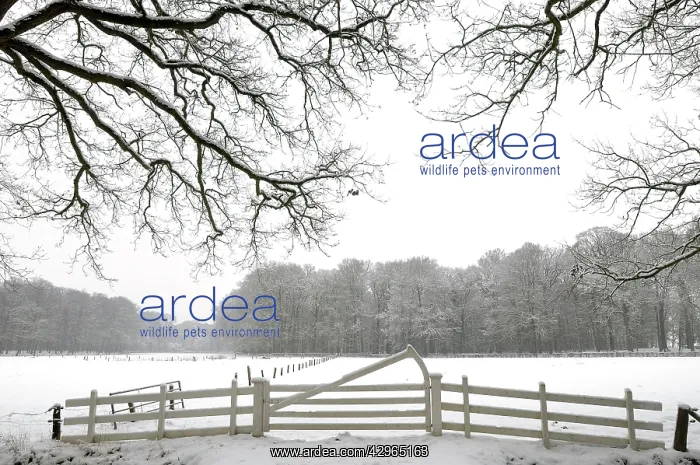 : Snowy landscape : Snowy landscape
