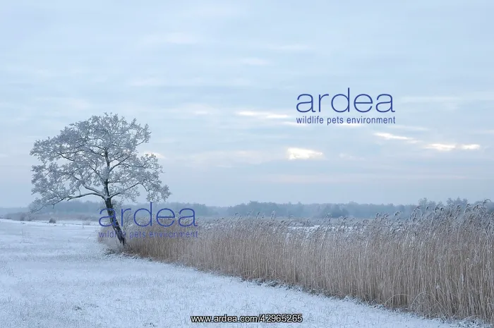 : Snowy landscape : Snowy landscape