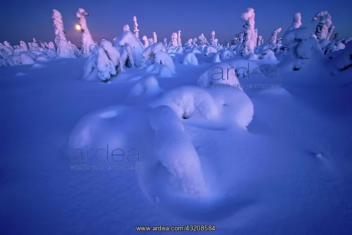 : Snowy landscape with full moon, Kuntivaara, Finland : Snowy landscape with full moon, Kuntivaara, Finland