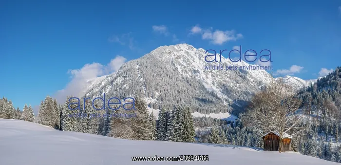 : Snowy landscape, behind Schattenberg, 1845m, Oberallg&, x4d6c : Snowy landscape, behind Schattenberg, 1845m, Oberallg&, x4d6c