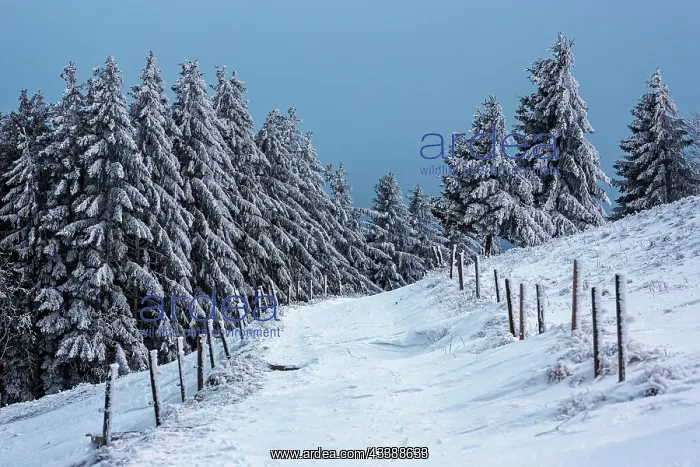 : Snowy landscape with snow-covered conifers and path : Snowy landscape with snow-covered conifers and path