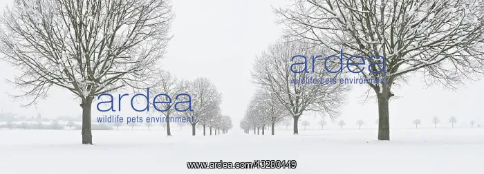 : Snowy Linden avenue in winter landscape, at Freyburg : Snowy Linden avenue in winter landscape, at Freyburg