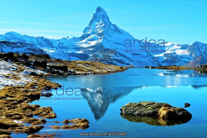: Snowy Matterhorn reflected in the partly frozen : Snowy Matterhorn reflected in the partly frozen