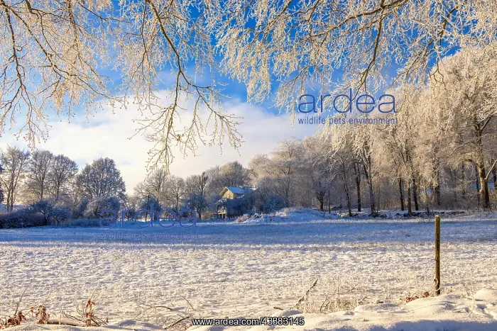 : Snowy meadow with hoarfrost on hanging tree bran : Snowy meadow with hoarfrost on hanging tree bran