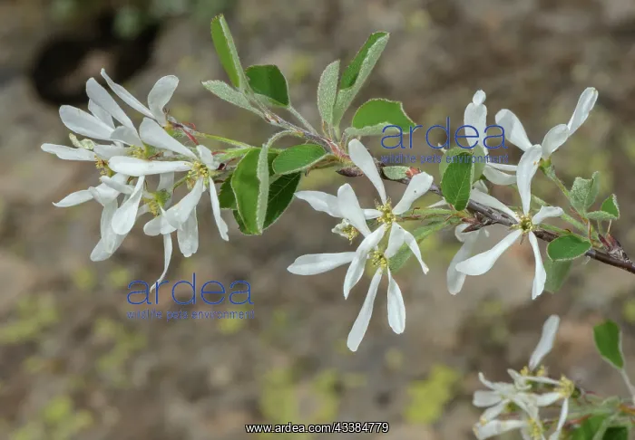 : Snowy mespilus, Amelanchier ovalis, in flower on : Snowy mespilus, Amelanchier ovalis, in flower on