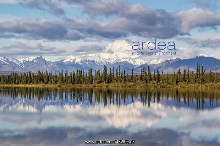 : Snowy mountain Denali reflected in the lake with : Snowy mountain Denali reflected in the lake with