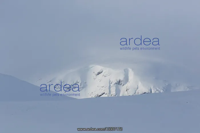 : Snowy mountain landscape - Dovrefjell-Sunndalsfjella : Snowy mountain landscape - Dovrefjell-Sunndalsfjella