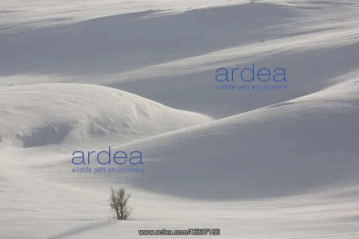 : Snowy mountain landscape - Dovrefjell-Sunndalsfjella : Snowy mountain landscape - Dovrefjell-Sunndalsfjella