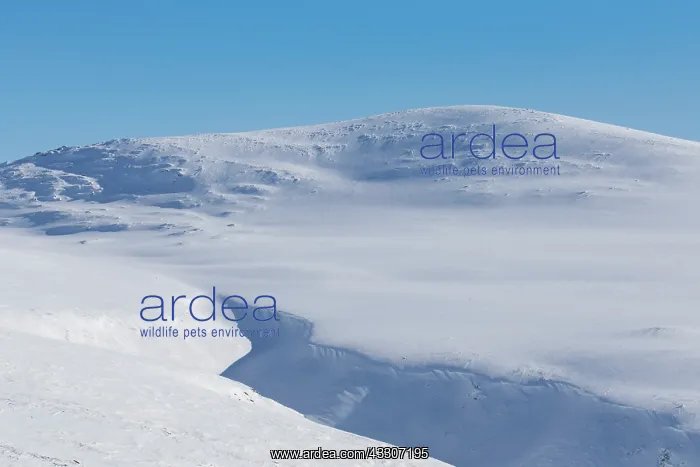 : Snowy mountain landscape - Dovrefjell-Sunndalsfjella : Snowy mountain landscape - Dovrefjell-Sunndalsfjella