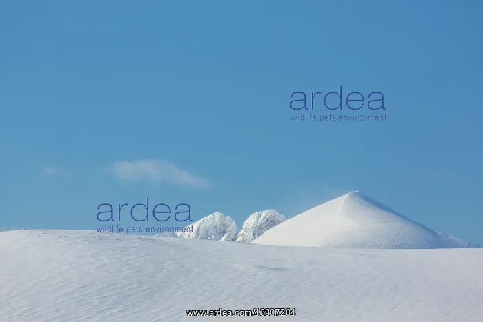 : Snowy mountain landscape - Dovrefjell-Sunndalsfjella : Snowy mountain landscape - Dovrefjell-Sunndalsfjella