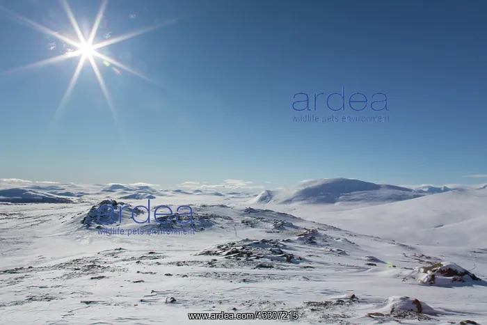 : Snowy mountain landscape - Dovrefjell-Sunndalsfjella : Snowy mountain landscape - Dovrefjell-Sunndalsfjella