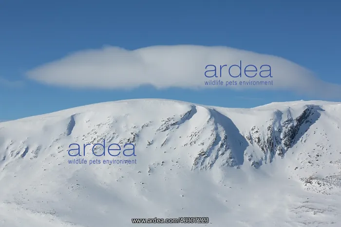 : Snowy mountain landscape - Dovrefjell-Sunndalsfjella : Snowy mountain landscape - Dovrefjell-Sunndalsfjella