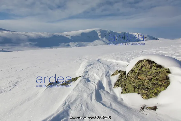 : Snowy mountain landscape - Dovrefjell-Sunndalsfjella : Snowy mountain landscape - Dovrefjell-Sunndalsfjella