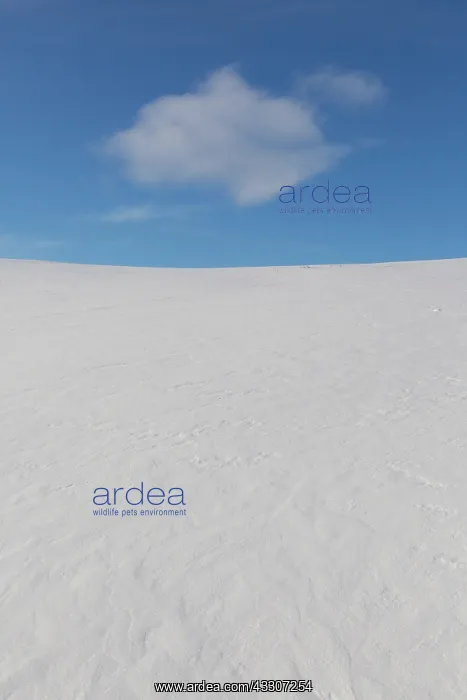 : Snowy mountain landscape - Dovrefjell-Sunndalsfjella : Snowy mountain landscape - Dovrefjell-Sunndalsfjella