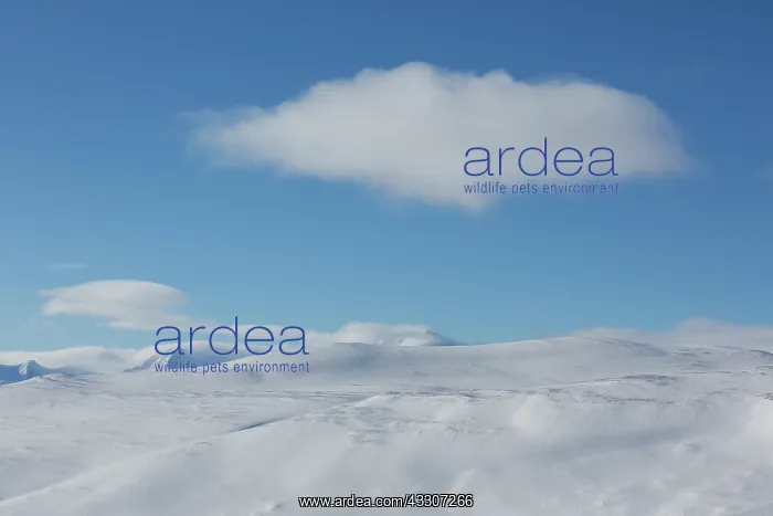 : Snowy mountain landscape - Dovrefjell-Sunndalsfjella : Snowy mountain landscape - Dovrefjell-Sunndalsfjella