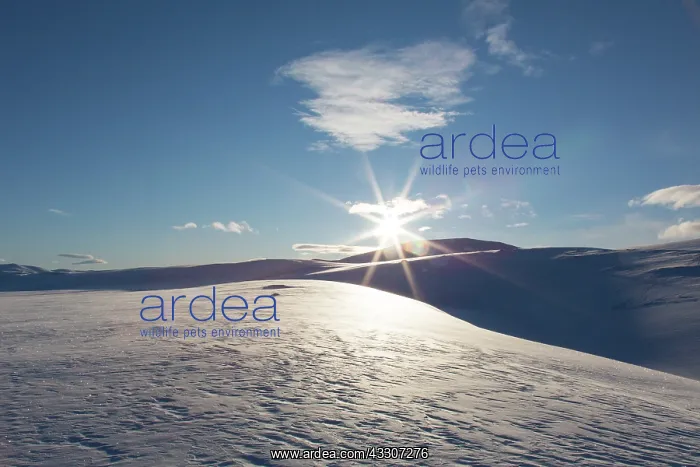 : Snowy mountain landscape - Dovrefjell-Sunndalsfjella : Snowy mountain landscape - Dovrefjell-Sunndalsfjella