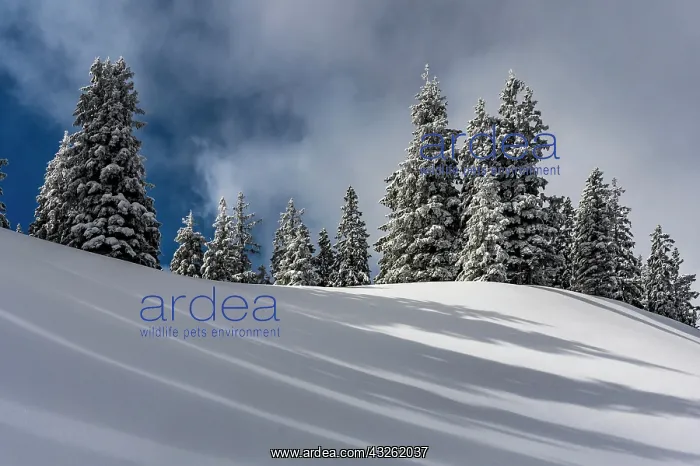 : Snowy mountain landscape with trees in winter and : Snowy mountain landscape with trees in winter and
