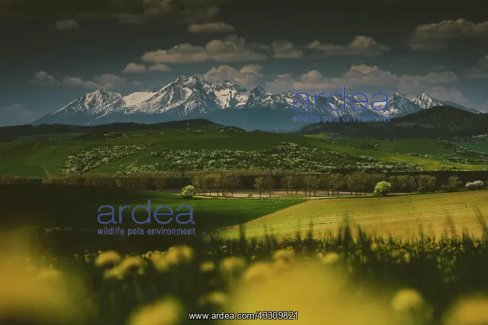 : Snowy mountain peaks, meadow full of flowers, green : Snowy mountain peaks, meadow full of flowers, green
