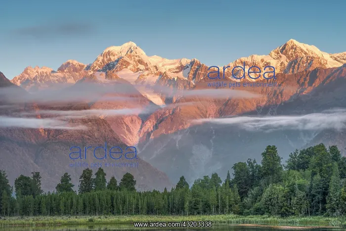 : Snowy mountain peaks Mount Cook and Mount Tasman : Snowy mountain peaks Mount Cook and Mount Tasman