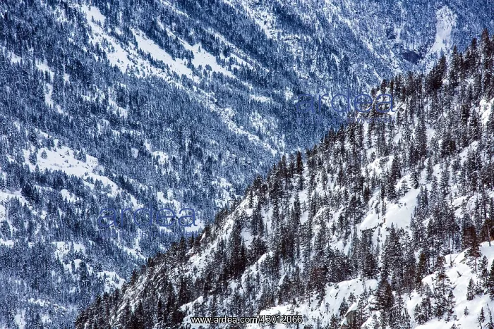 : Snowy mountains : Snowy mountains
