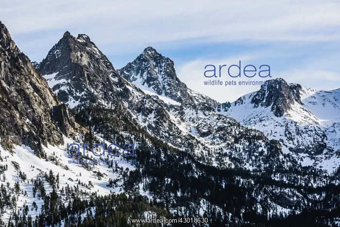  : Snowy Mountains