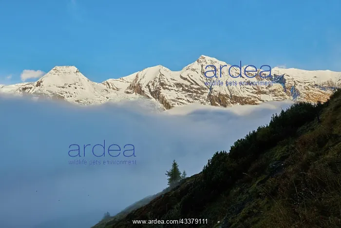 : Snowy Mountains above the clouds at Hochalpenstraie : Snowy Mountains above the clouds at Hochalpenstraie