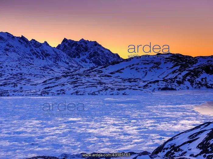 : Snowy mountains above the frozen Kong Oscar Fjord at dawn : Snowy mountains above the frozen Kong Oscar Fjord at dawn
