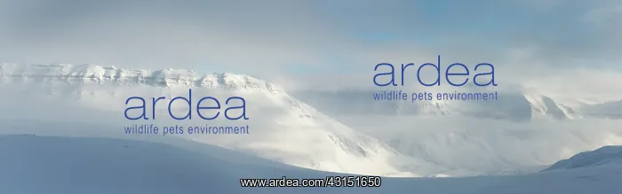 : Snowy mountains at Spitsbergen : Snowy mountains at Spitsbergen