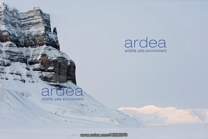 : Snowy mountains at Spitsbergen : Snowy mountains at Spitsbergen