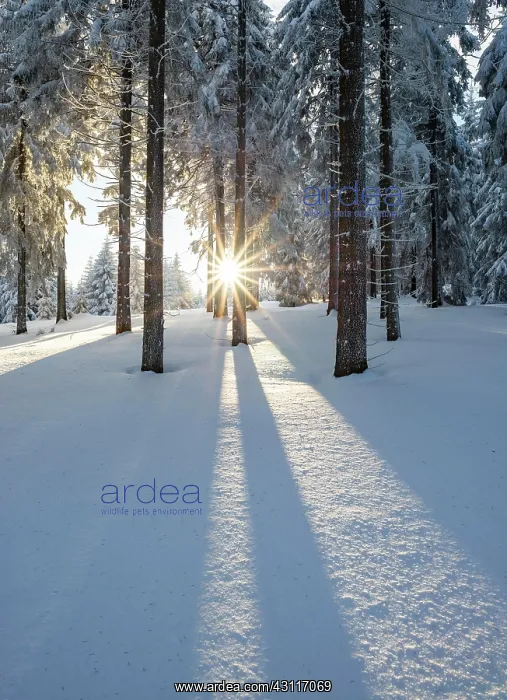 : Snowy Norway spruce (Picea abies) forest at sunset : Snowy Norway spruce (Picea abies) forest at sunset
