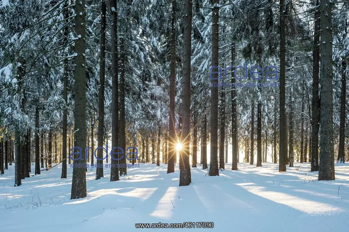 : Snowy Norway spruce (Picea abies) forest at sunset : Snowy Norway spruce (Picea abies) forest at sunset