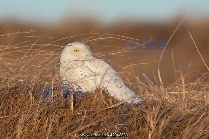 : Snowy Owl (Nyctea scandiaca). Salsbury Beach MA - USA - February : Snowy Owl (Nyctea scandiaca). Salsbury Beach MA - USA - February