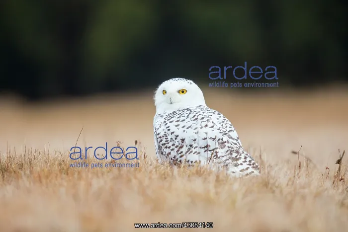  : Snowy Owl. Adult Snowy Owl (Bubo scandiacus) sitting in short grass