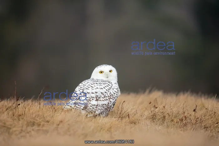 : Snowy Owl. Adult Snowy Owl (Bubo scandiacus) sitting in short grass : Snowy Owl. Adult Snowy Owl (Bubo scandiacus) sitting in short grass