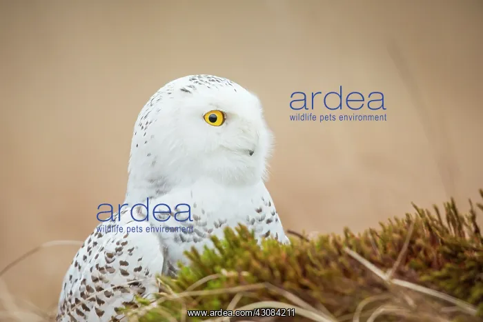: Snowy Owl. Adult Snowy Owl (Bubo scandiacus) sitting in short grass : Snowy Owl. Adult Snowy Owl (Bubo scandiacus) sitting in short grass