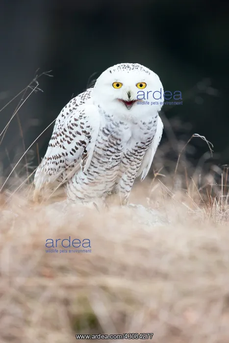 : Snowy Owl. Adult Snowy Owl (Bubo scandiacus) standing in short grass calling : Snowy Owl. Adult Snowy Owl (Bubo scandiacus) standing in short grass calling