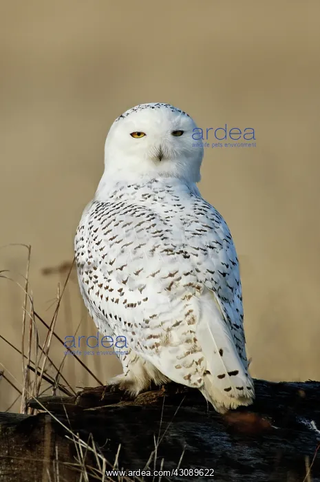 : Snowy Owl (Nyctea scandiaca) showing near-360-degree head rotation : Snowy Owl (Nyctea scandiaca) showing near-360-degree head rotation