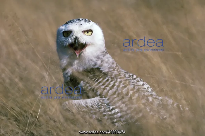  : Snowy Owl. Wild snowy owl (Nyctea scandiaca) on the Skagit Flats in Washington