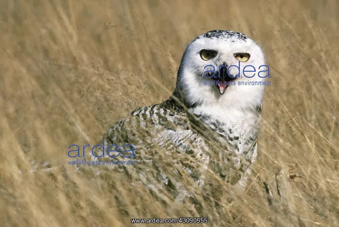 : Snowy Owl. Wild snowy owl (Nyctea scandiaca) on the Skagit Flats in Washington : Snowy Owl. Wild snowy owl (Nyctea scandiaca) on the Skagit Flats in Washington