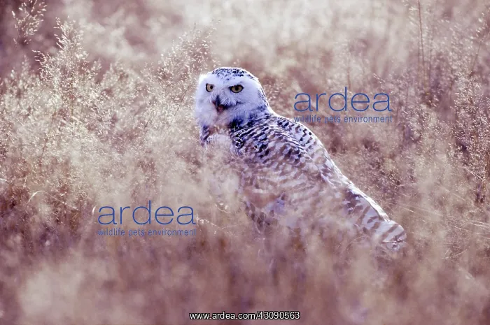 : Snowy Owl. Wild snowy owl (Nyctea scandiaca) on the Skagit Flats in Washington : Snowy Owl. Wild snowy owl (Nyctea scandiaca) on the Skagit Flats in Washington